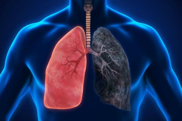 lungs